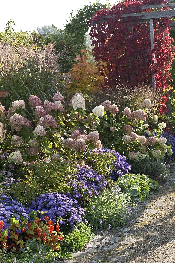 Aster dumosus 'Sapphire' (cushion aster), Hydrangea 'Limelight'