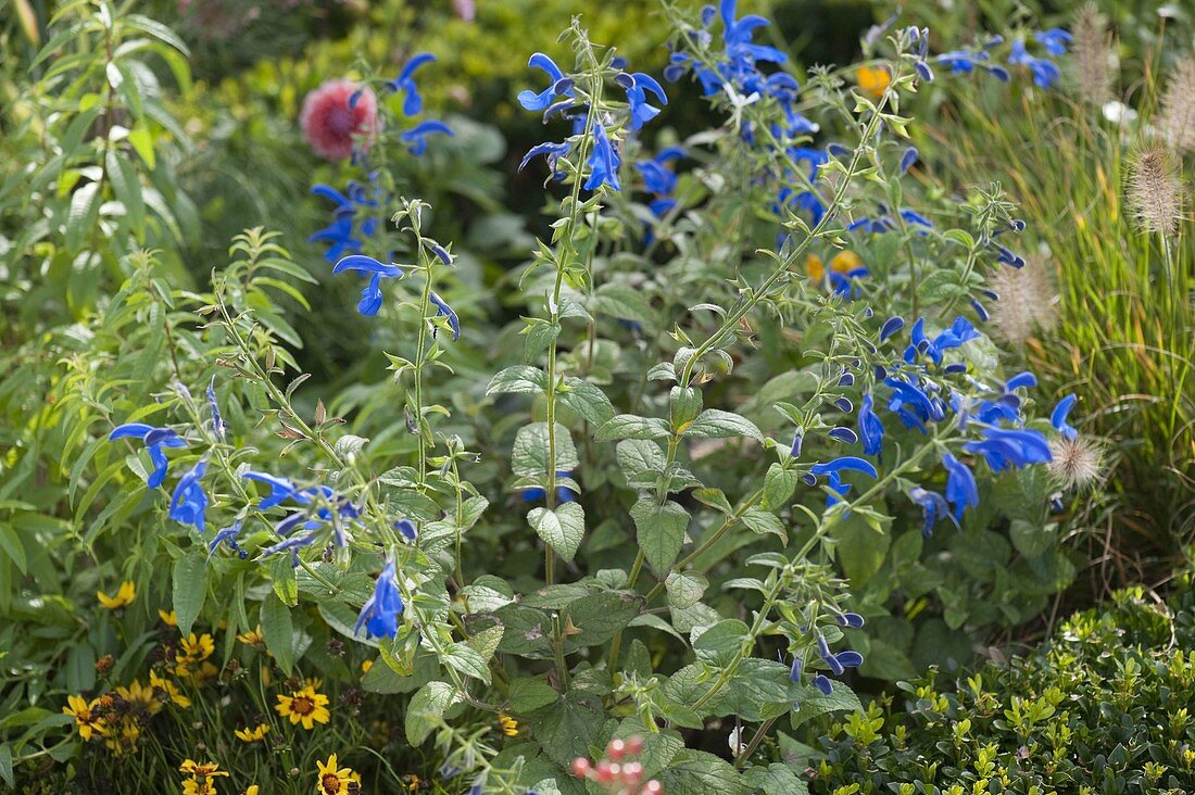 Salvia Patens 'Oceana Blue' (Pracht-Salbei)