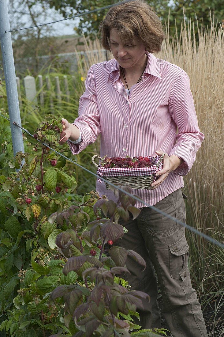 Woman picking raspberries (Rubus)