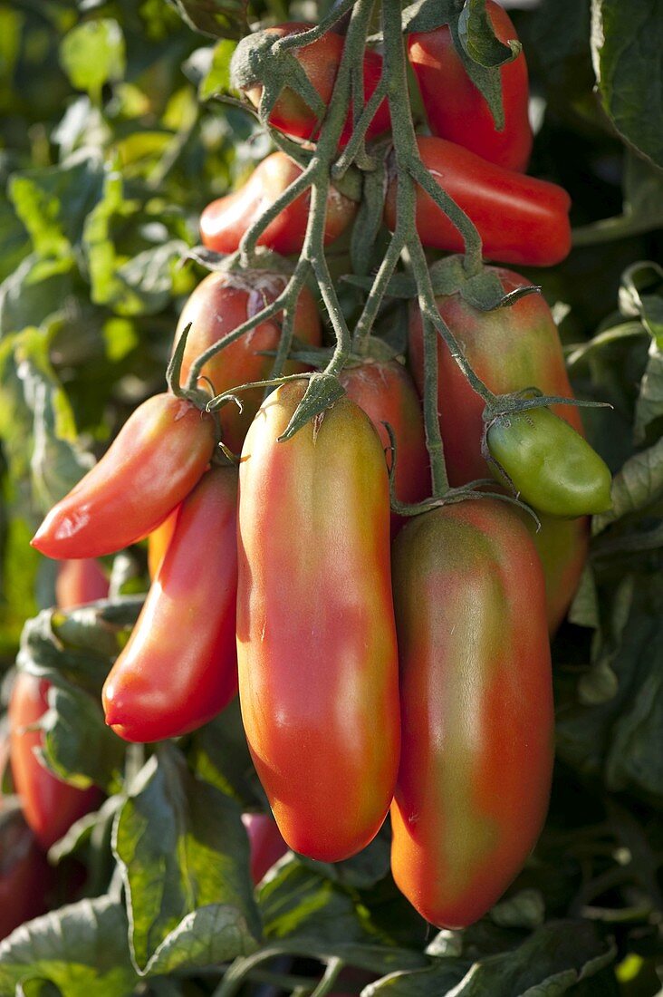 Tomato San Marzano 'Corianne' (Lycopersicon)