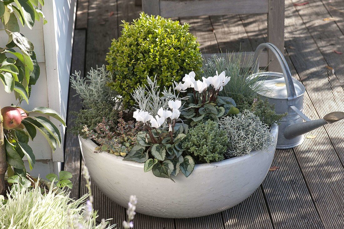 Plant autumn peel in silver gray and white