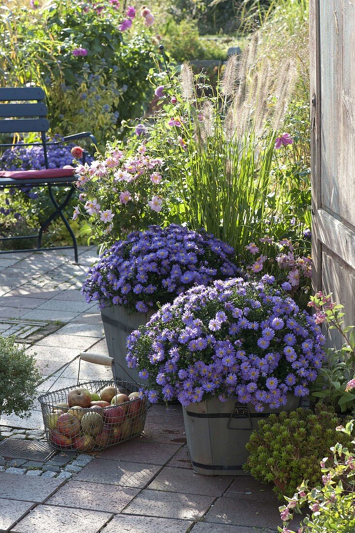 Aster dumosus 'Sapphire' (Cushion Aster), Anemone japonica 'Pretty Lady