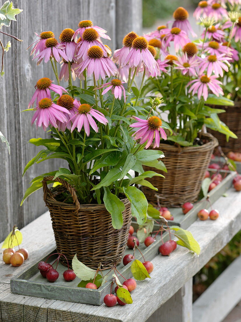 Echinacea purpurea 'Mistral' (Roter Sonnenhut) in Körben