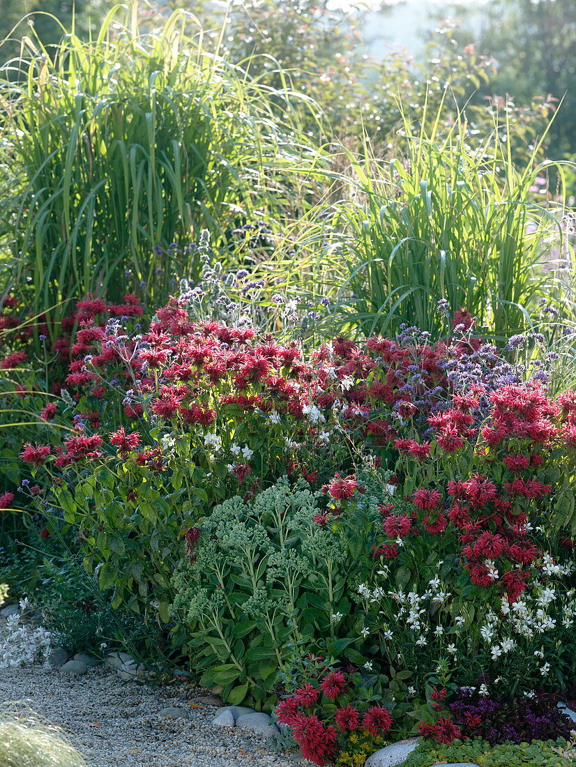 Monarda 'Cambridge Scarlet' (Indian nettle), Miscanthus (Chinese reed)