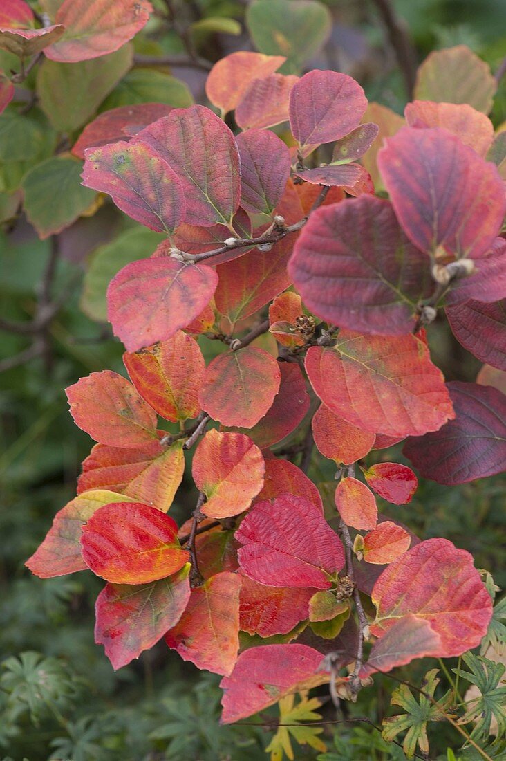 Fothergilla major (Federbuschstrauch)