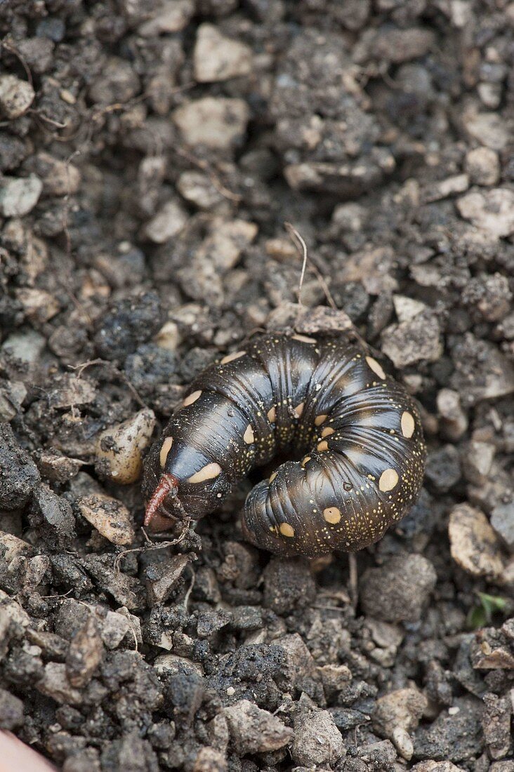 Dark red caterpillar of the bindweed moth (Agrius convolvuli)