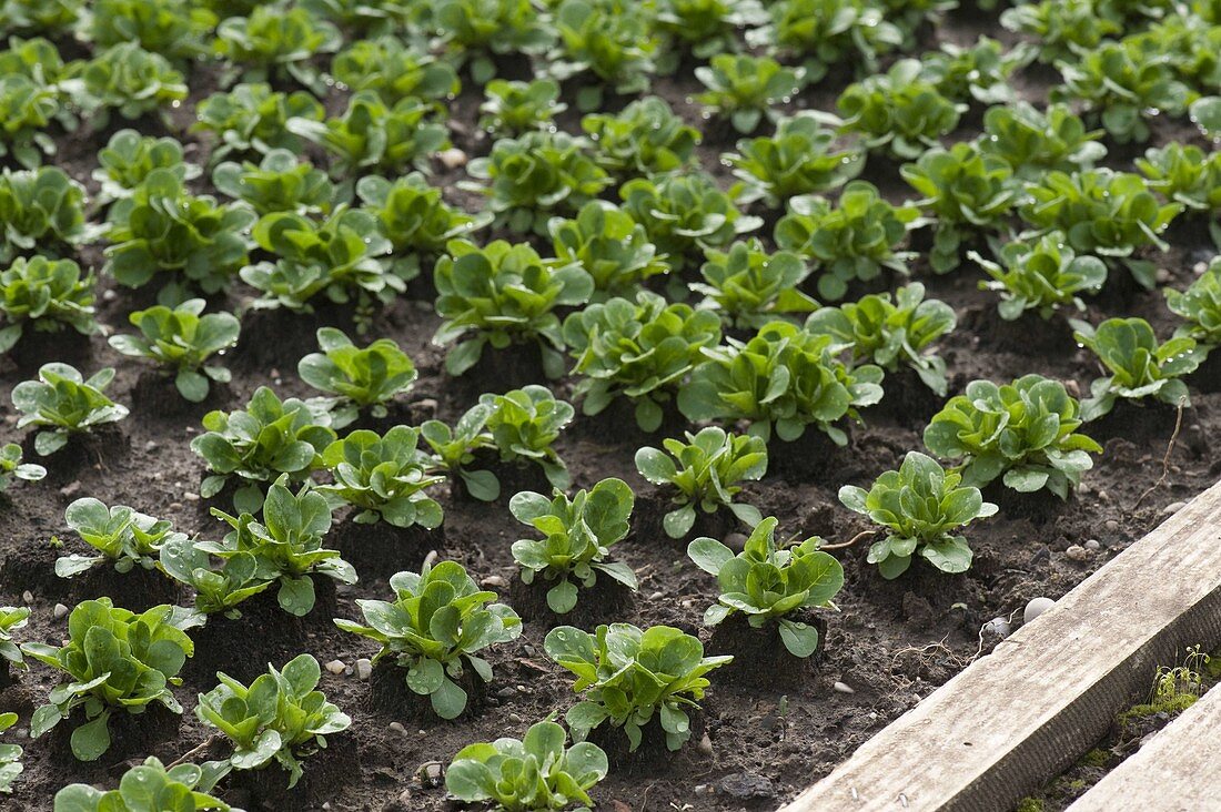 Corn salad (Valerianella locusta)