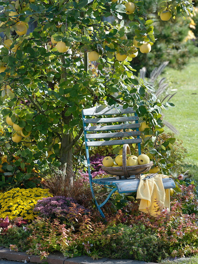 Apple quince 'Konstantinopler' (Cydonia oblonga)