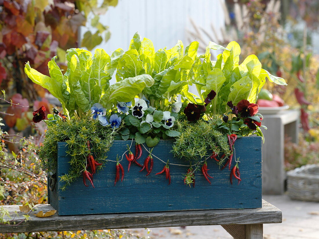 Herbstlicher Kasten mit Stielmangold 'Gelber Lyoner' (Beta), Rosmarin 'Wilma'