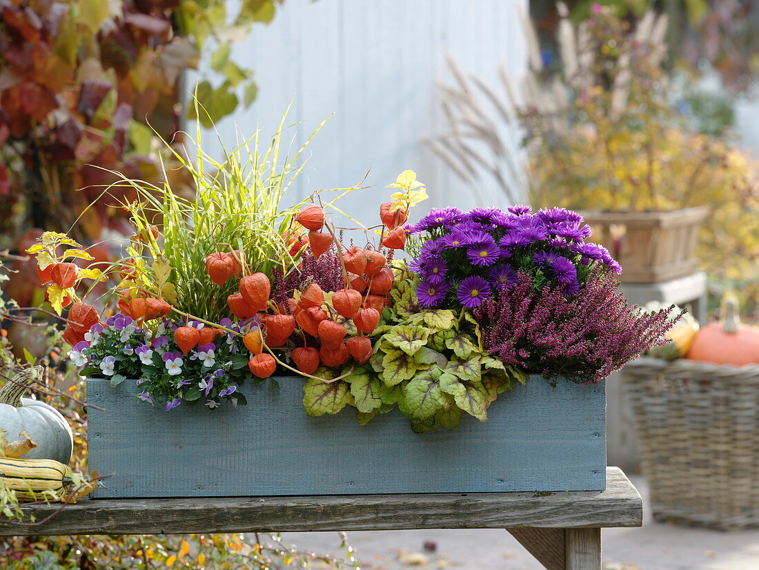 Autumn box with Aster Dumosus 'Purple Diamond' (cushion aster), Physalis