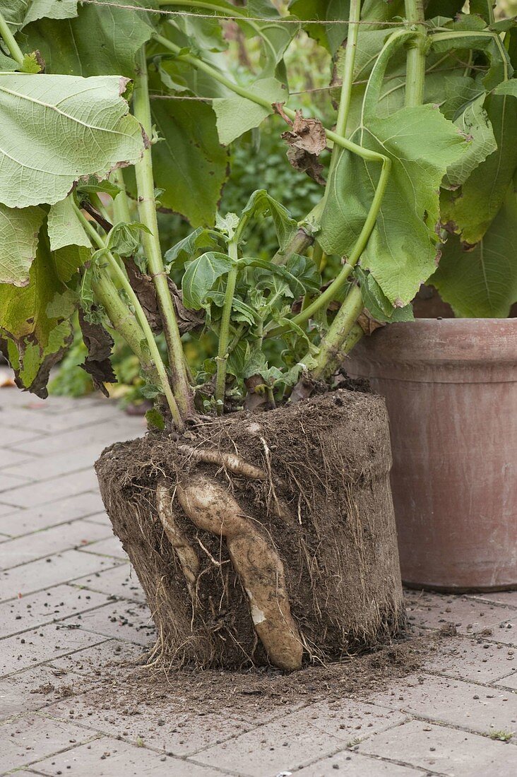 The yakon plant forms large tubers