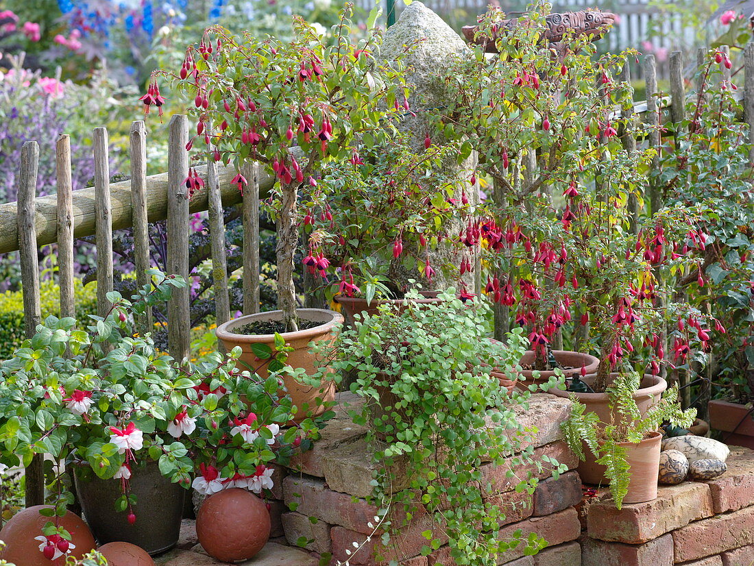 Artist's garden: Fuchsias at the fence