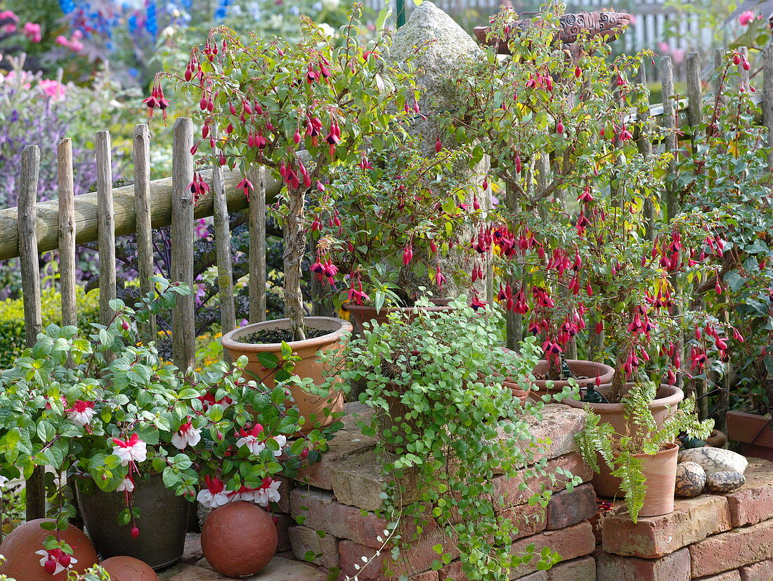 Künstlergarten: Fuchsien am Zaun