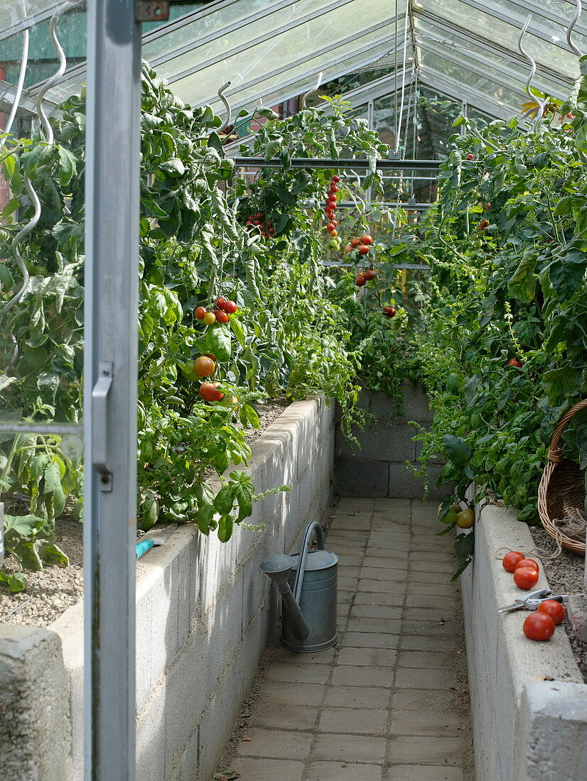 Artist's garden: greenhouse
