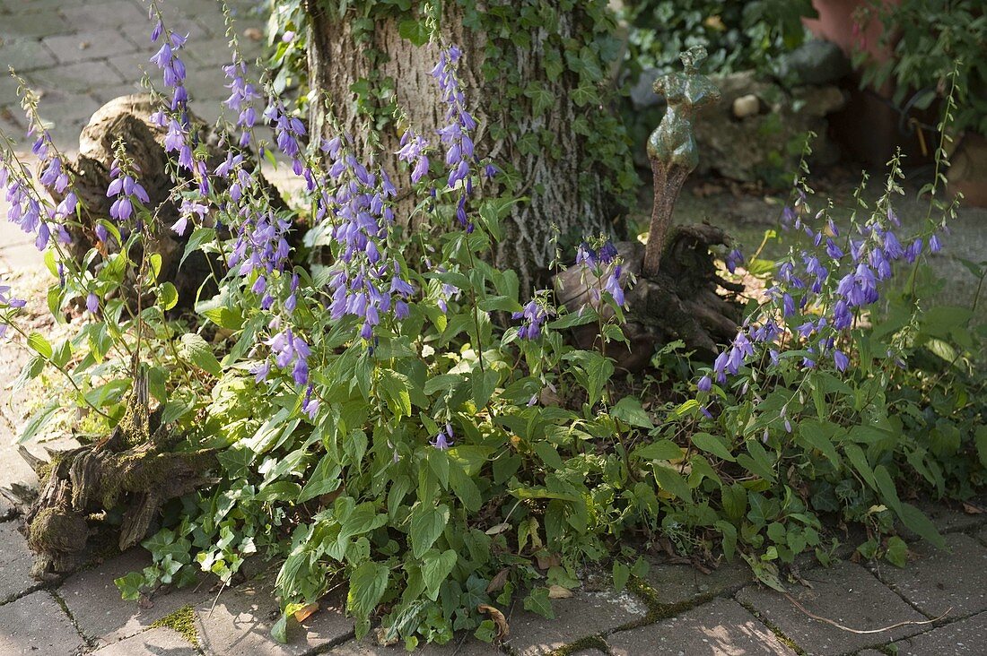 Künstlergarten: Blumen und Wurzeln