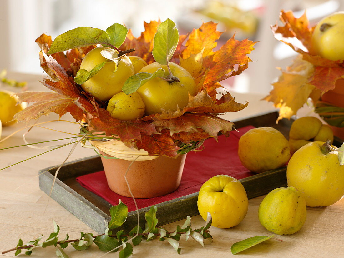 Quince in a nest of leaves: Quince (Cydonia) in leaves of Acer (maple)