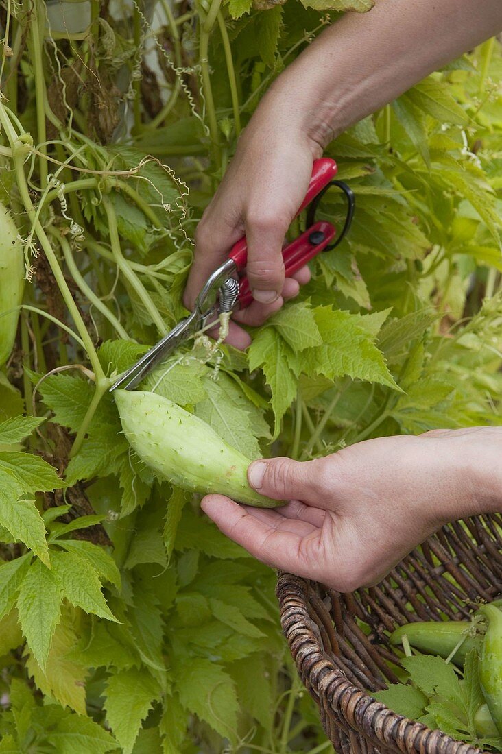 Scheibengurke - Atschotscha (Cyclanthera pedata)