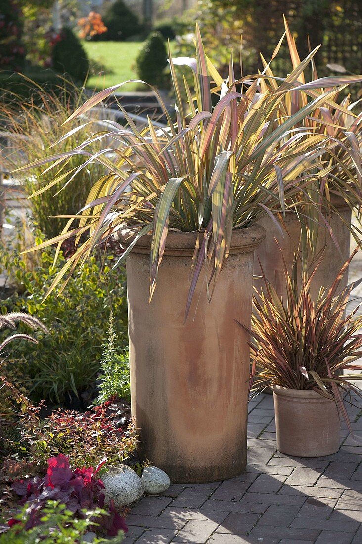 Phormium tenax 'Jester' (New Zealand flax) in terracotta tubs