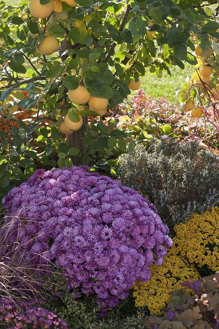 Chrysanthemum 'Kifix', Ajania Bellania 'Benetti'