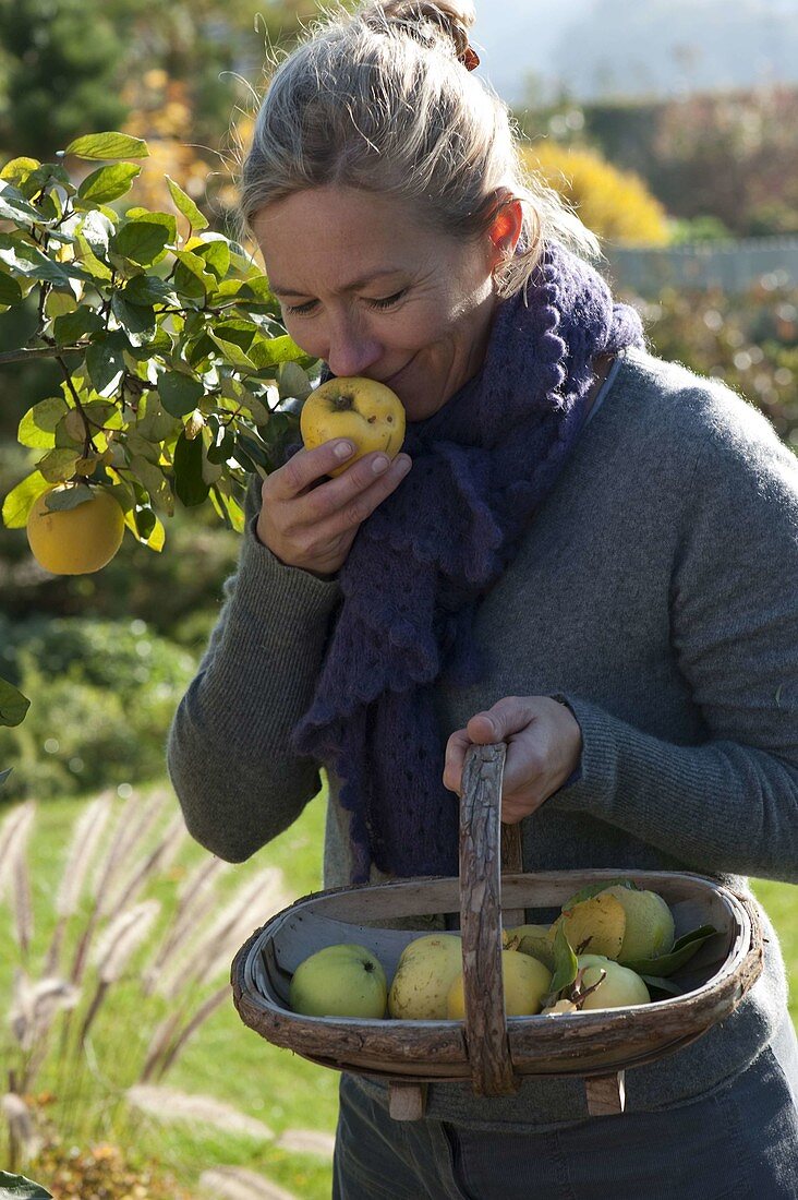 Frau erntet Apfelquitten