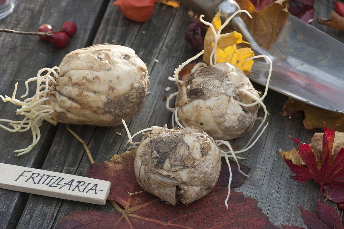 Bulbs of Fritillaria (imperial crowns), small hand shovel, autumn leaves