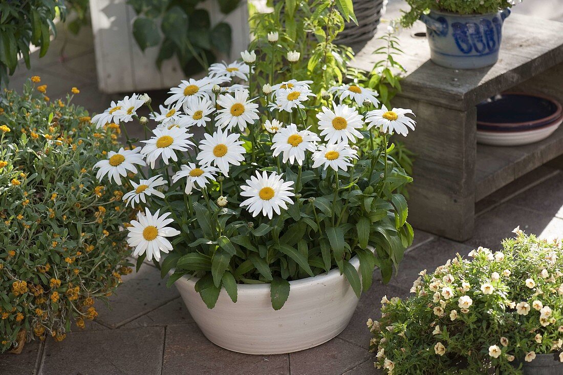 Leucanthemum x superbum 'White Mountain' (Margerite) in weißer Schale