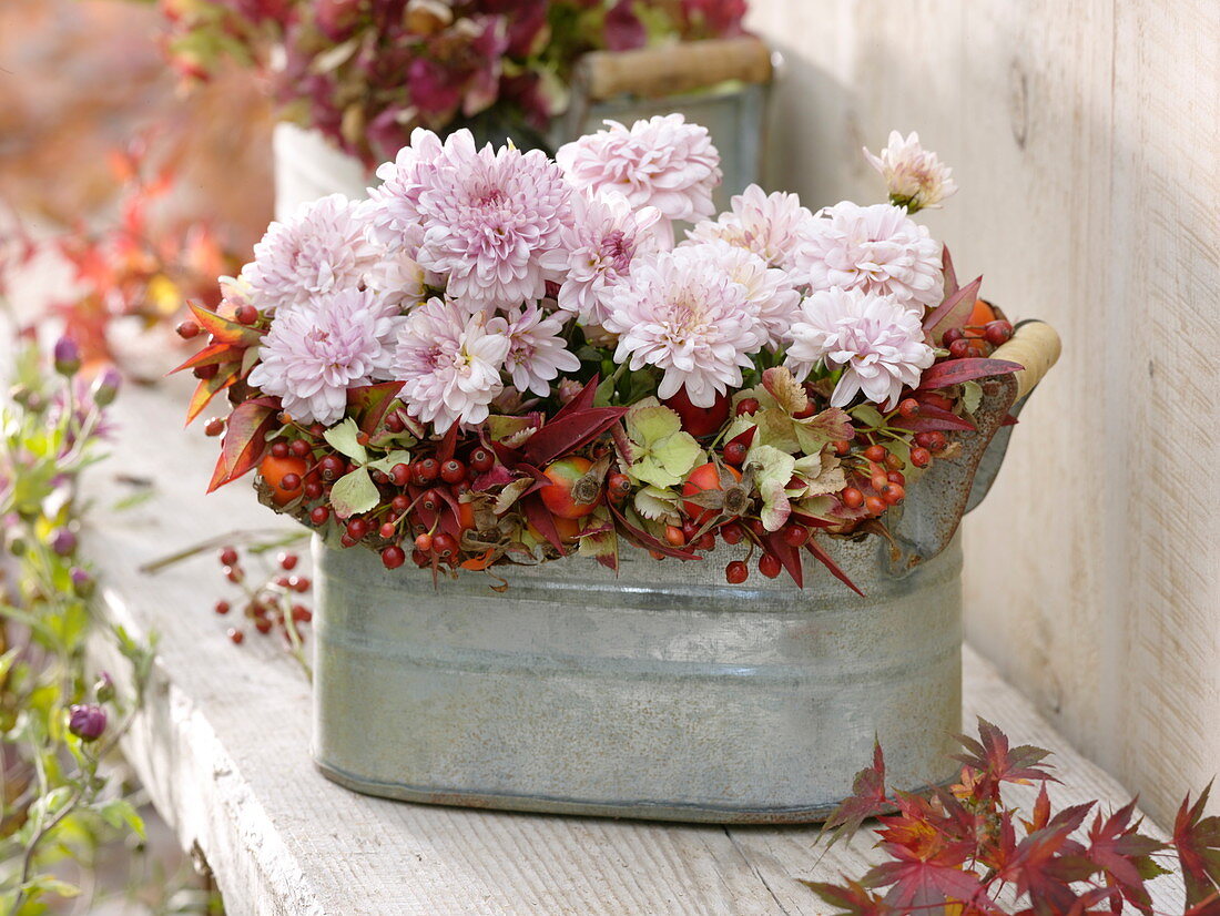 Autumn arrangement with Chrysanthemum (autumn chrysanthemum)