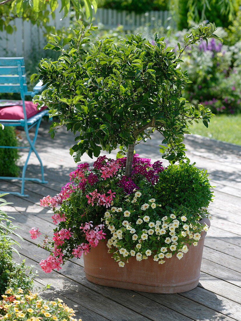 Malus Sargentii 'Tina' (ornamental apple) stems underplanted