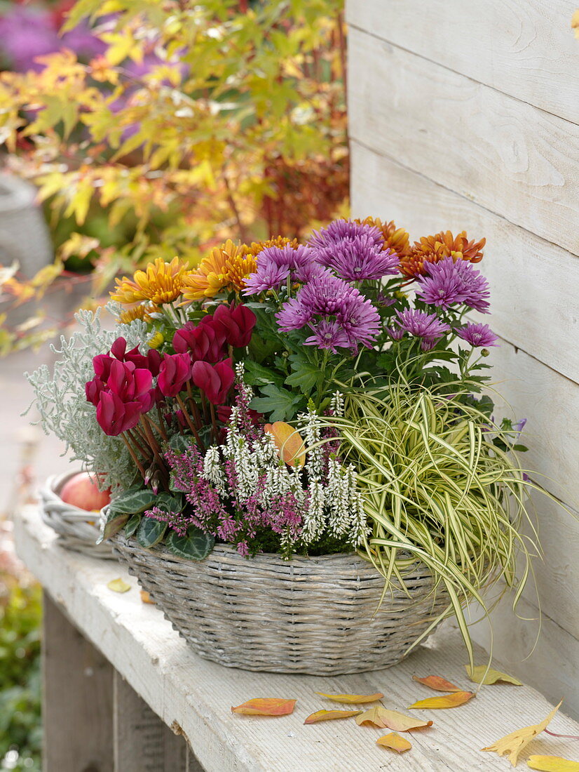 Herbstlicher Korb mit Chrysanthemum (Herbstchrysanthemen), Calluna