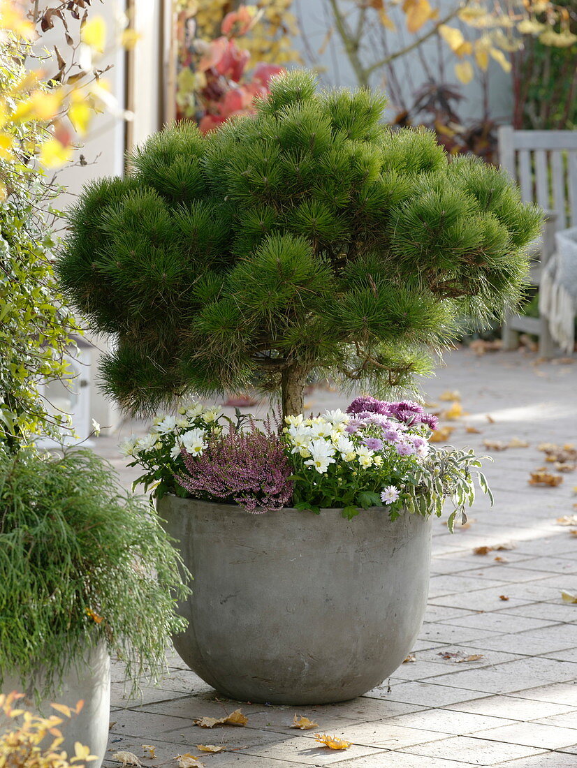 Pinus mugo 'Varella' (Zwergkiefer, Nasto - Symphonie)