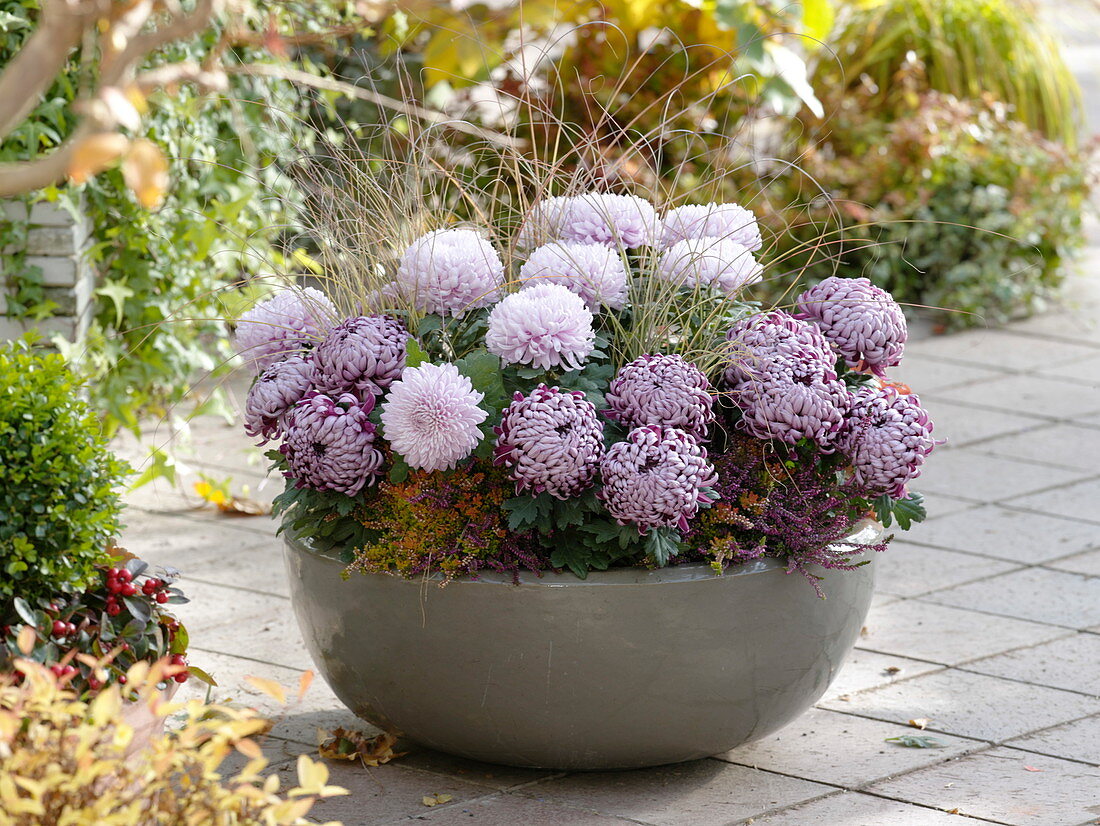 Bowl with Chrysanthemum grandiflorum 'Malabar', 'Morning Light'