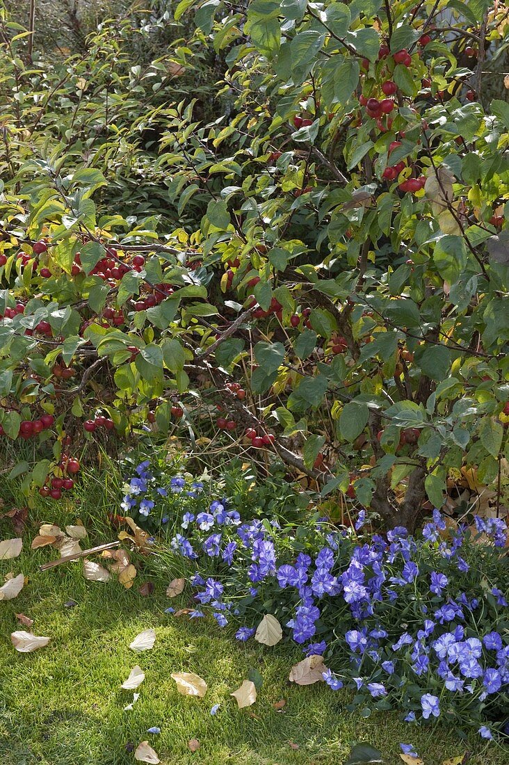 Malus 'Evereste' (ornamental apple) with Viola cornuta 'Columbine' (horned violet)