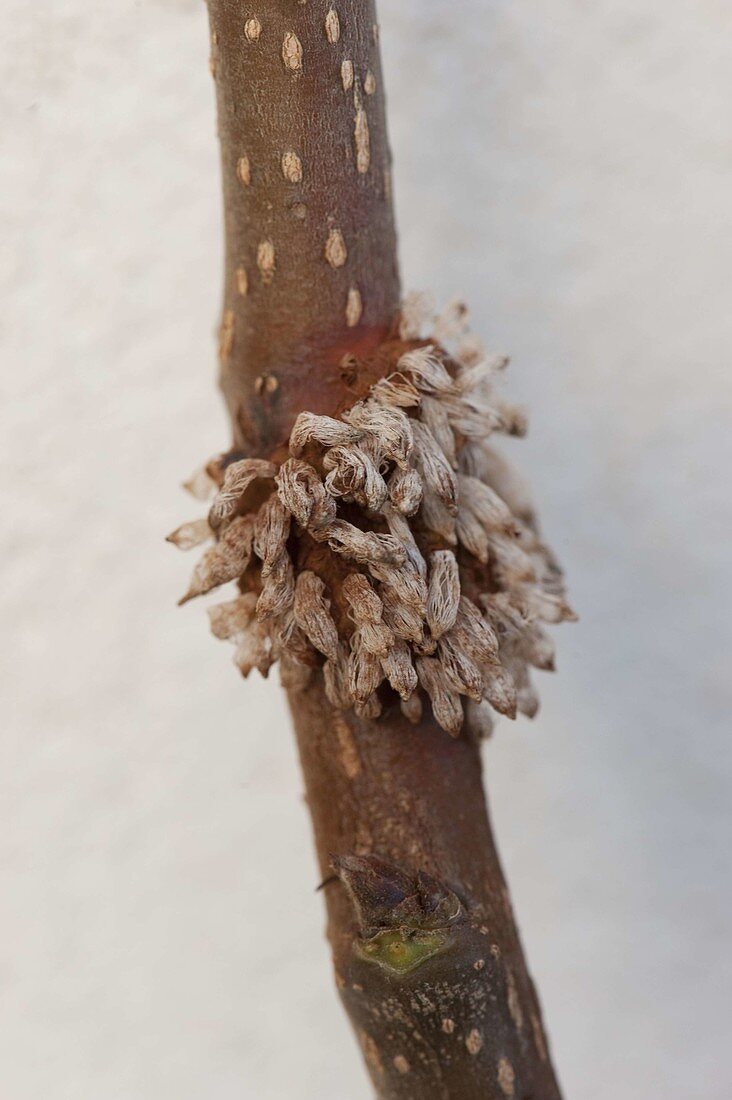 Rust fungus (Gymnosporangium) on a branch of a pear tree (Pyrus)
