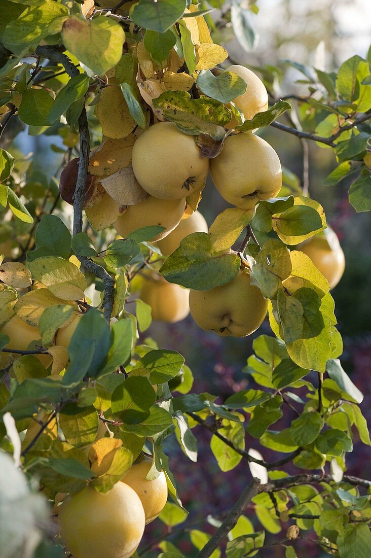 Apple quince 'Constantinople' (Cydonia oblonga)