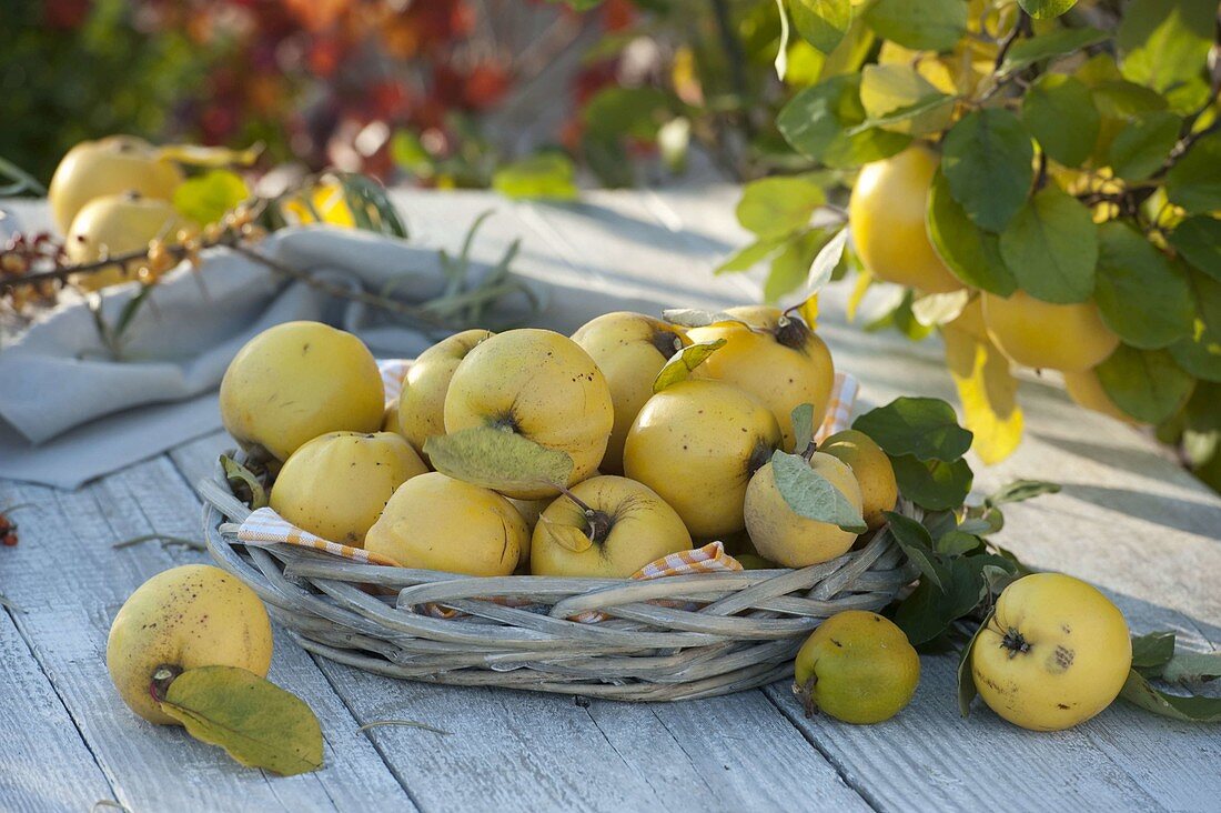 Basket of freshly picked apple quinces 'Konstantinopler' (Cydonia)