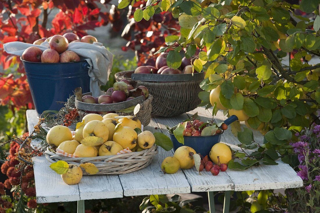 Baskets with freshly picked apple quinces 'Konstantinopler' (Cydonia)