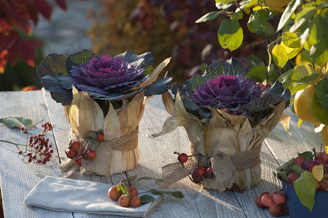 Brassica oleracea (Zierkohl) in mit Maisblättern eingepackten Töpfen