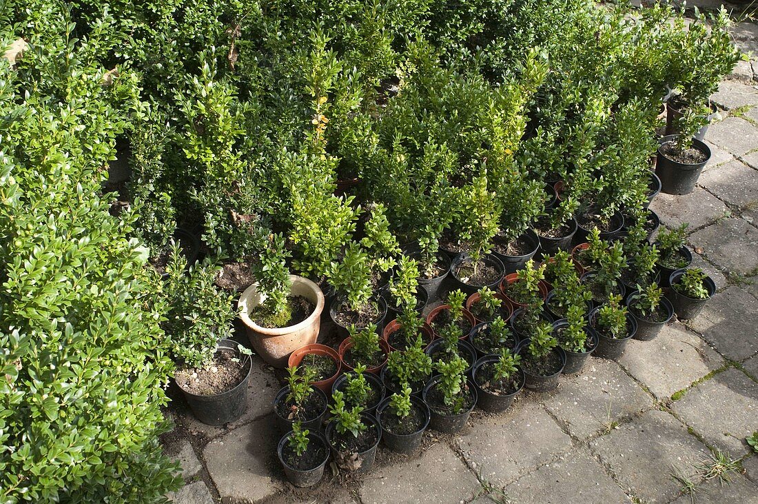 Artist's garden boxwood - young plants