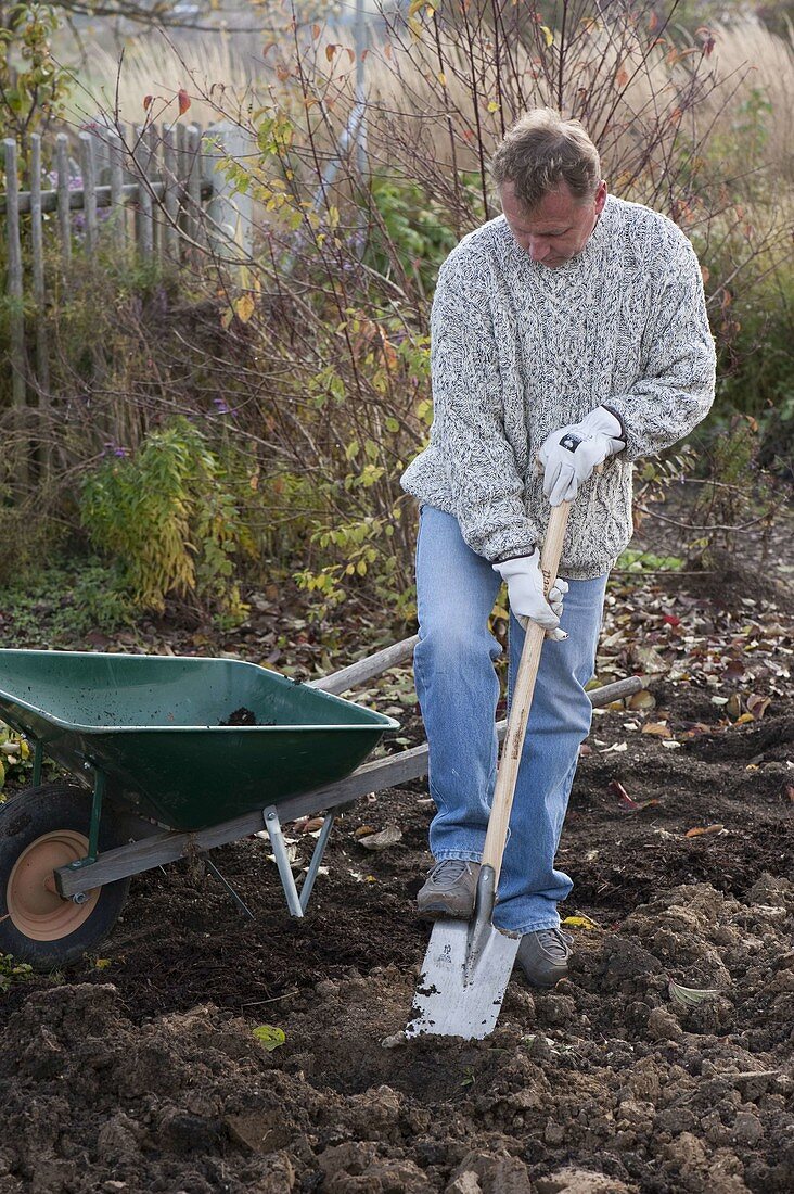 Man digging soil with spade, wheelbarrow