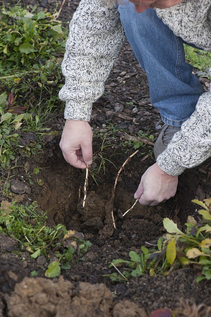 Forsythia (Goldilocks) bare-root planting (3/8)