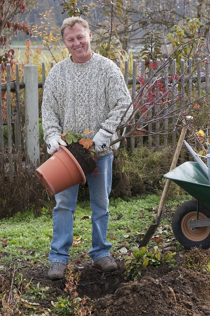 Man plants Japanese fan maple in the bed