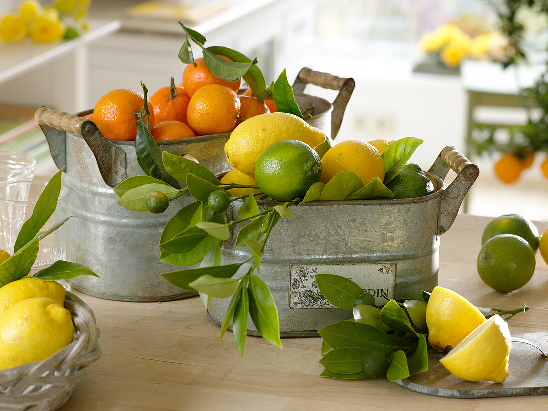 Metal containers with (Citrus reticulata), lemons (Citrus limon), limes