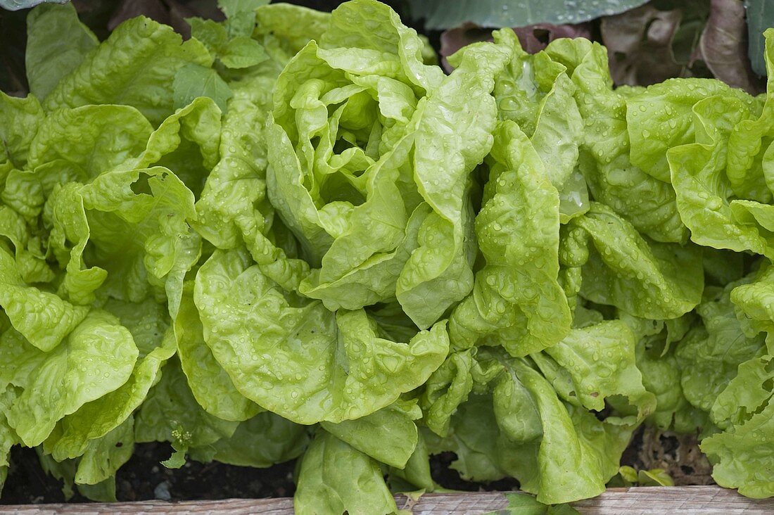 Creating trapezoidal beds as a vegetable and herb garden