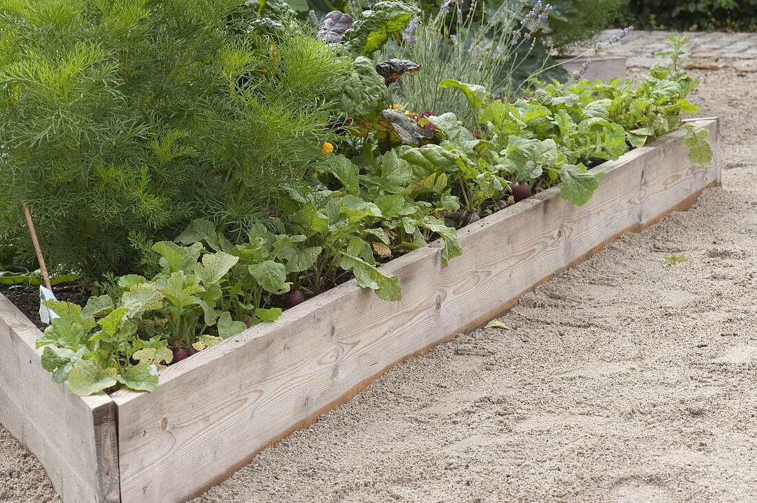 Creating trapezoidal beds as a vegetable and herb garden