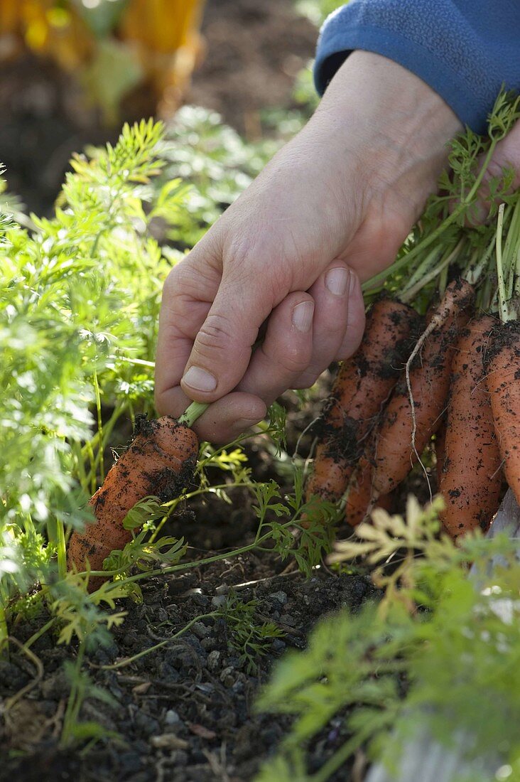 Create trapeze beds as a vegetable and herb garden