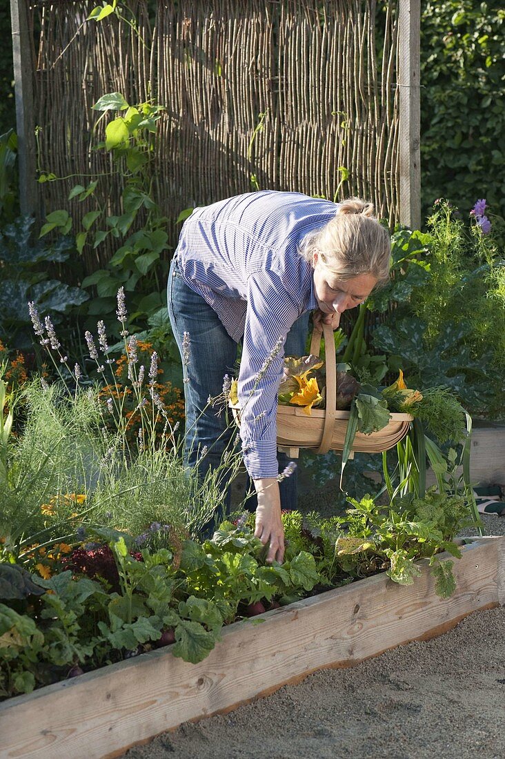 Creating trapezoidal beds as a vegetable and herb garden