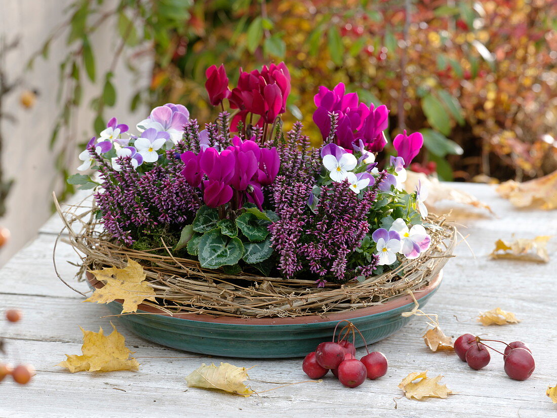 Cyclamen (Alpenveilchen), Viola cornuta (Hornveilchen), Calluna