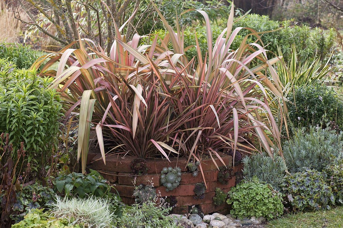 Small bed with clinker wall: Phormium 'Jester' (New Zealand Flax)