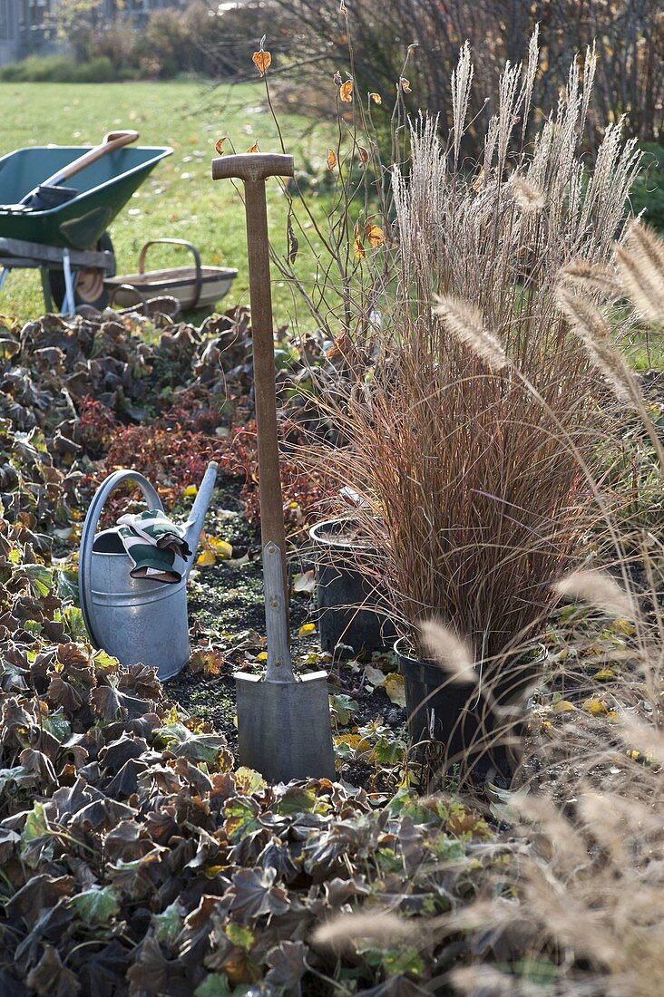 Miscanthus 'Little Silver Spider' plants