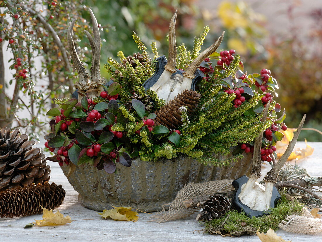 Herbstschale mit Erica x darleyensis (Schneeheide, Winterheide), Gaultheria